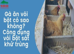 Gà ăn vôi bột có sao không? Công dụng vôi bột sát khử trùng