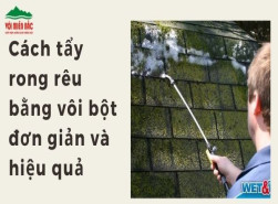 Cách tẩy rong rêu bằng vôi bột đơn giản và hiệu quả