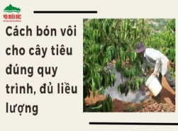 Cách bón vôi cho cây tiêu đúng quy trình, đủ liều lượng