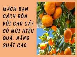 Mách bạn cách bón vôi cho cây có múi hiệu quả, năng suất cao