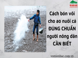 Cách bón vôi cho ao nuôi cá ĐÚNG CHUẨN người nông dân CẦN BIẾT