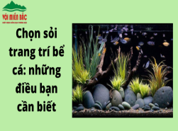 Chọn sỏi trang trí bể cá: Những điều bạn cần biết