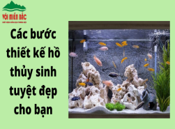 Các bước thiết kế hồ thủy sinh đá đẹp cho bạn