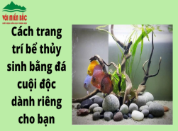 Cách trang trí bể thủy sinh đá cuội độc dành riêng cho bạn