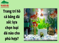 Trang trí hồ cá bằng đá sỏi: Lựa chọn loại đá nào cho phù hợp?