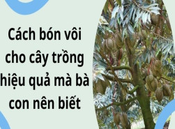 Cách bón vôi cho cây trồng hiệu quả mà bà con nên biết