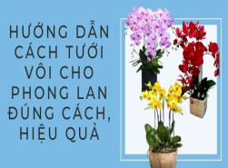 Hướng dẫn cách tưới vôi cho phong lan đúng cách, hiệu quả