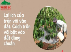 Lợi ích của trộn vôi vào đất. Cách trộn vôi bột vào đất đúng chuẩn