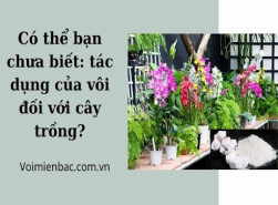 Có thể bạn chưa biết: tác dụng của vôi đối với cây trồng?