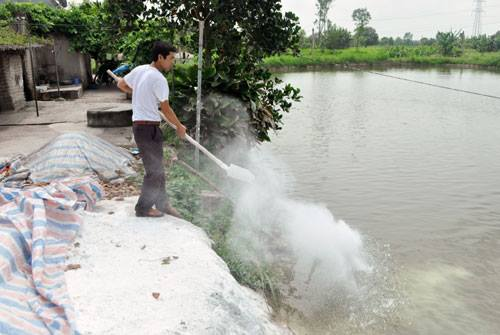 Tác dụng của vôi bột trong nuôi trồng thủy hải sản